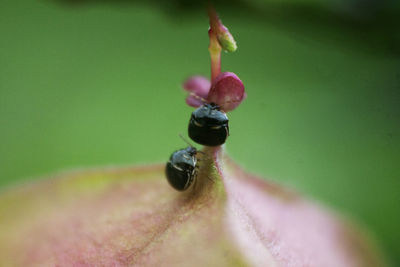 Close-up of insect on plant