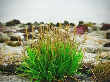 Close-up of fresh plants on field against sky