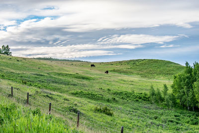 Scenic view of green landscape against sky