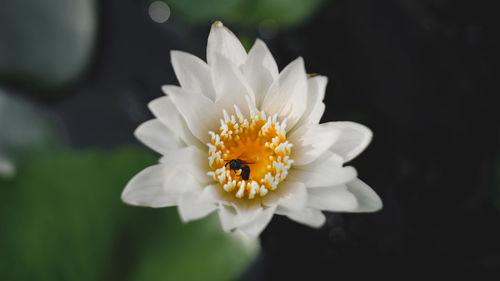 Close-up of white flower