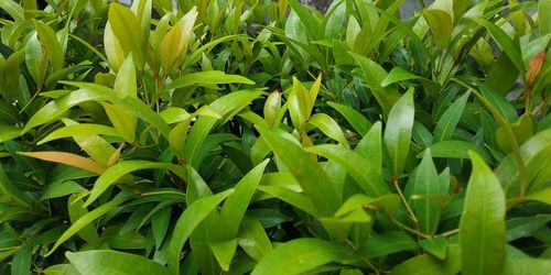 Full frame shot of plants growing on field