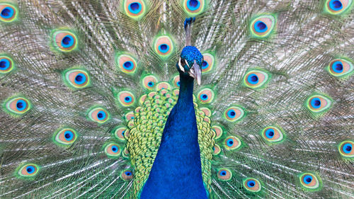 Full frame shot of peacock