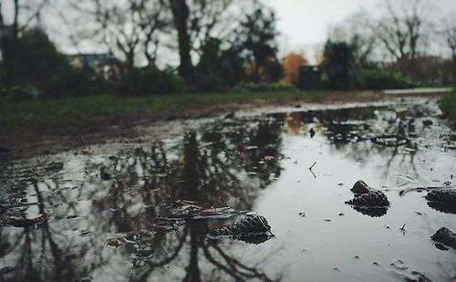 Reflection of trees in water