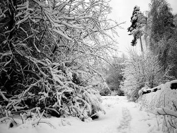 Snow covered trees in forest