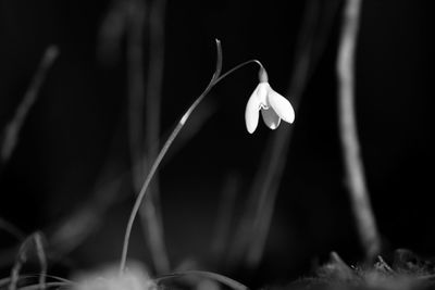 Close-up of white flowers