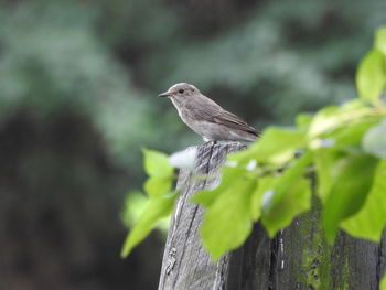 Close-up of bird perching on wood