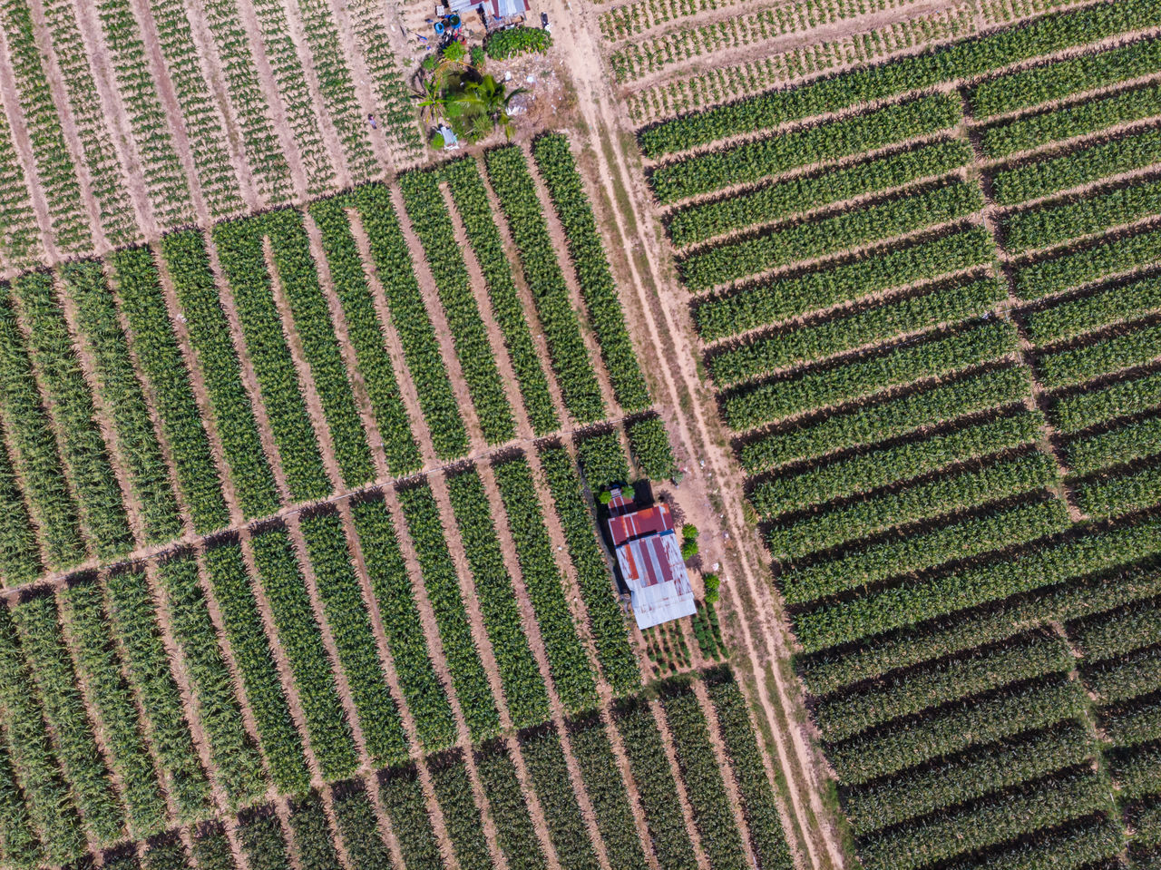 HIGH ANGLE VIEW OF RICE PADDY