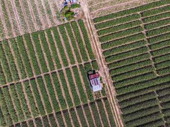 High angle view of tire tracks on field