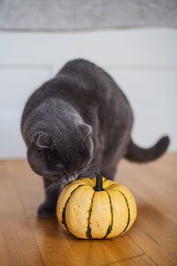 Close-up of a black cat on table