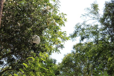 Low angle view of trees against sky on sunny day