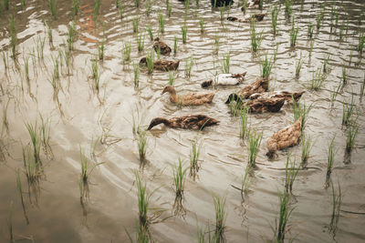 High angle view of ducks swimming in lake