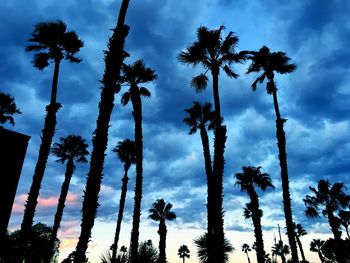 Low angle view of palm trees against sky