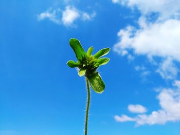 Low angle view of flowering plant against blue sky