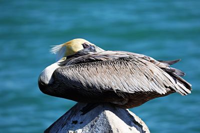 Close-up of bird perching on wooden post