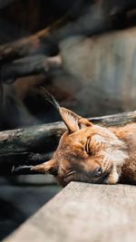 Close-up of a linx