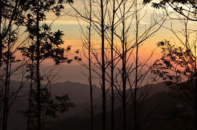 Silhouette tree against sky during sunset