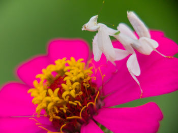 Close-up of pink flowering plant