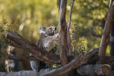 Squirrel on tree