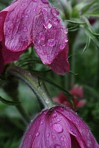 Close-up of water drops on pink flower
