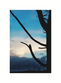 Silhouette plants against sky seen through glass window