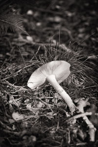 Close-up of mushroom growing on field