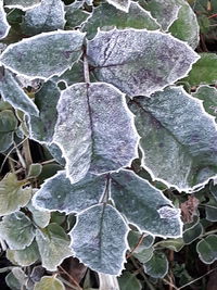 Close-up of fresh green leaves on plant