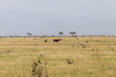 Oryx in a field