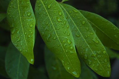 Close-up of wet plant