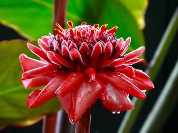 Close-up of red flower