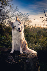 Portrait of dog standing on rock