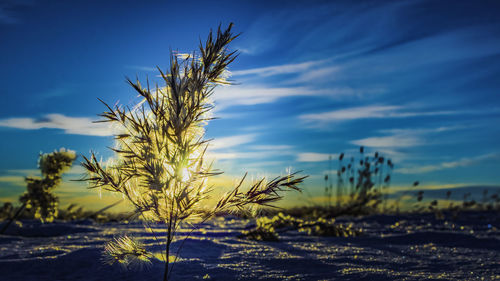 Close-up of wheat plants against sky