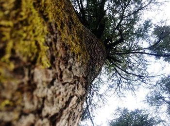 Low angle view of tree trunk