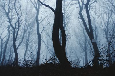 Low angle view of bare trees in forest during winter