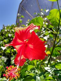 Close-up of red hibiscus blooming outdoors