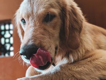 Close-up of dog at home