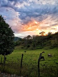 Scenic view of field against sky during sunset