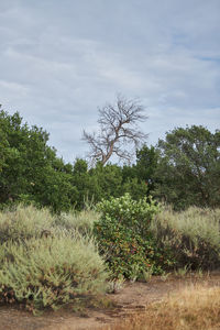 Trees on field against sky