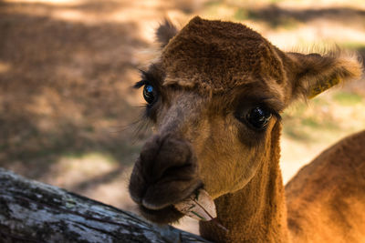 High angle portrait of alpaca on field