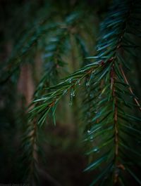 Close-up of raindrops on pine tree