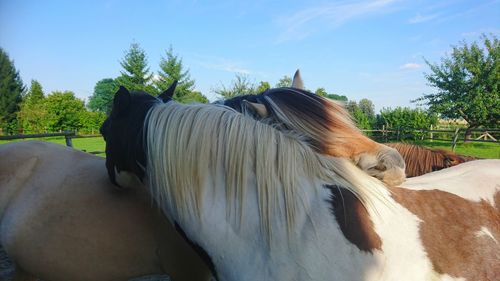 Horse on field against sky