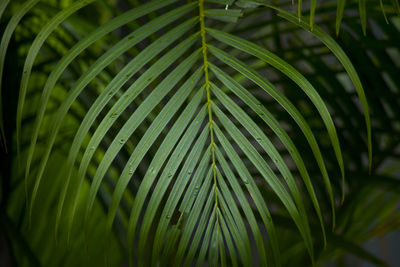 Close-up of palm leaves