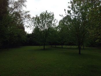 Scenic view of grassy field