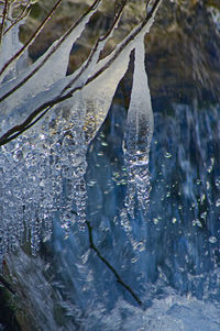Close-up of frozen plant