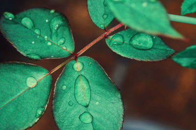 Close-up of raindrops on leaves