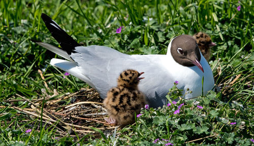 View of a bird on field