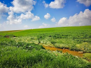 Scenic view of field against sky