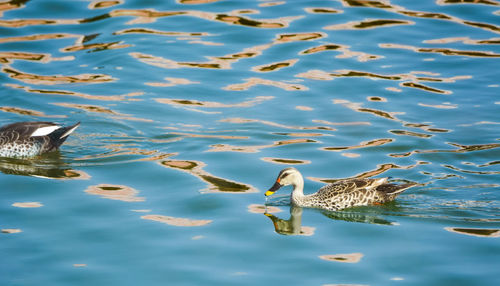 Swan swimming in lake