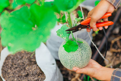 Cropped hands cutting melon in garden