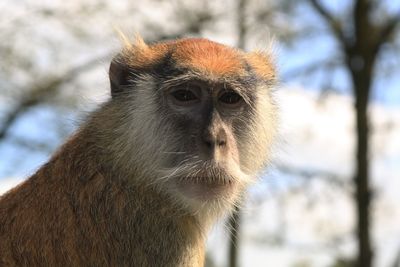 Close-up of monkey looking away