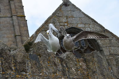 Seagulls on church